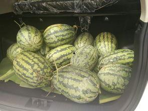 搬张凳子吃瓜,品味人间百态——搬张凳子吃瓜记