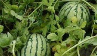 临海论坛塘头路吃瓜,临海论坛网友热议街头美食