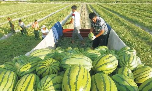 在瓜甜前线徘徊吃瓜,揭秘娱乐圈的甜蜜与苦涩