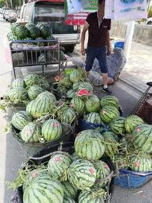 惠州博罗吃瓜事件,一场网络热议背后的真相探寻