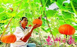 惠州博罗吃瓜事件,一场网络热议背后的真相探寻