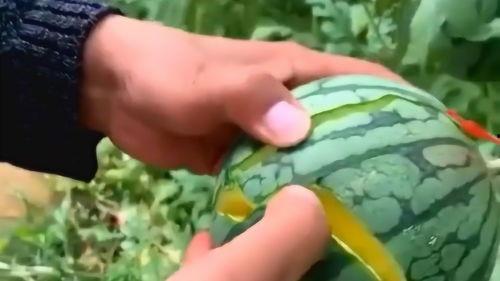 最近有什么色情吃瓜