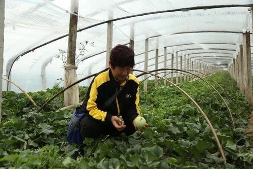 莱西最新吃瓜事件,揭秘背后惊人真相