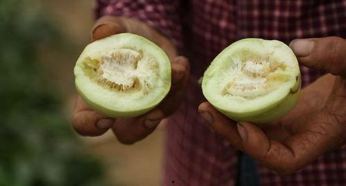 莱西最新吃瓜事件,揭秘背后惊人真相