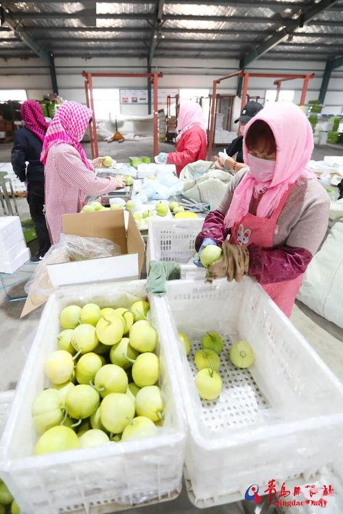 莱西最新吃瓜事件,揭秘背后惊人真相