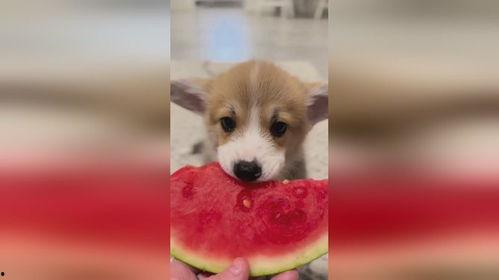 画吃瓜的小狗,一只吃瓜小狗的趣味日常