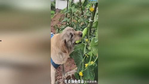 画吃瓜的小狗,一只吃瓜小狗的趣味日常