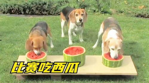 画吃瓜的小狗,一只吃瓜小狗的趣味日常