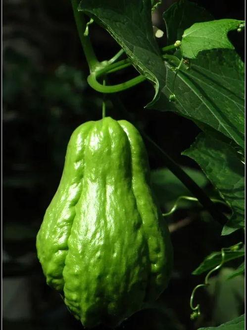 分享免费吃瓜,共享快乐时光！