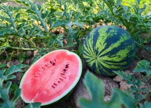 永顺吃瓜,揭秘当地特色美食背后的故事