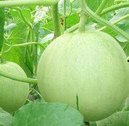 孕妇吃的小绿瓜,小绿瓜的营养益处与食用指南