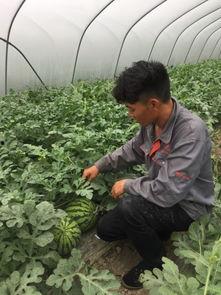 刚子吃瓜现场,揭秘娱乐圈幕后风云