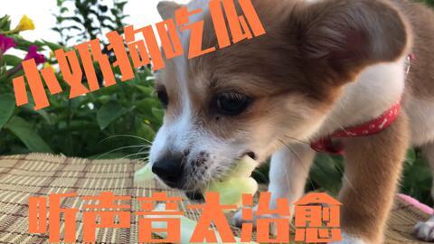 狗在窗边吃瓜,狗狗的悠闲午后时光