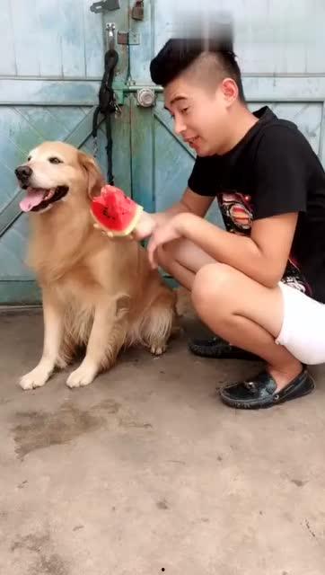 狗在窗边吃瓜,狗狗的悠闲午后时光