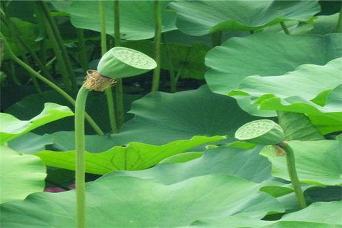 瓜里养虫子吃,探究自然界的奇妙共生现象