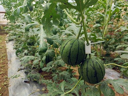 吊瓜树上的瓜可以吃不,天然瓜果的诱惑