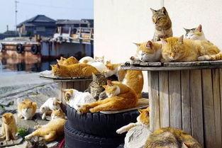 神社的猫吃瓜,神社猫的悠闲瓜生活