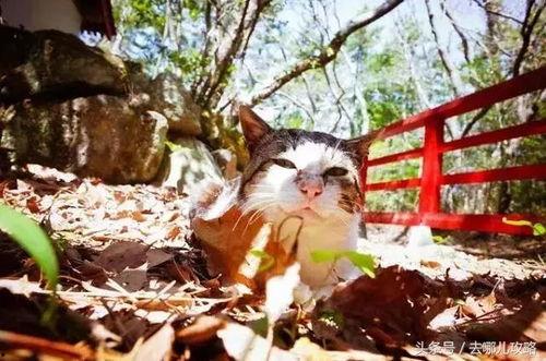 神社的猫吃瓜,神社猫的悠闲瓜生活