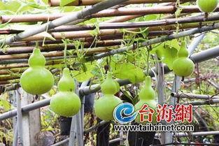 吃生葫芦瓜视频,视频揭秘家常烹饪新宠