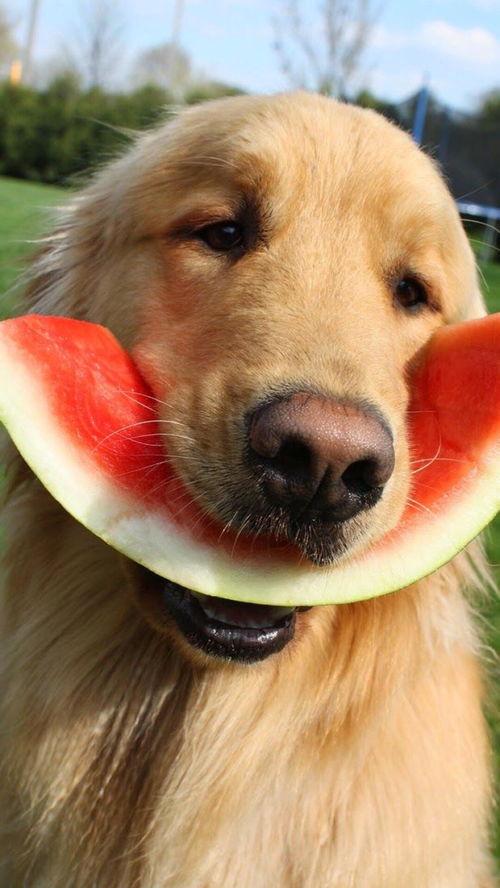 二狗吃瓜图片,笑谈人间百态